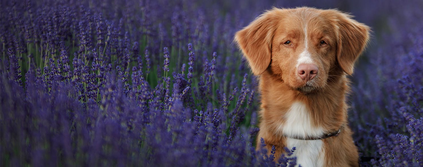 Lavender with outlet dogs