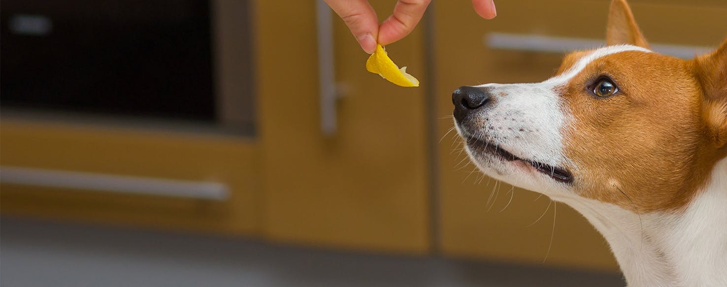 are lemons good for dogs diet