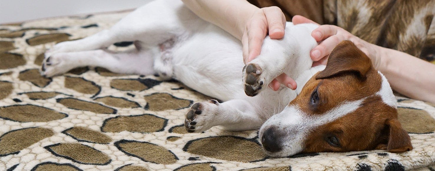 do dogs like paw massage