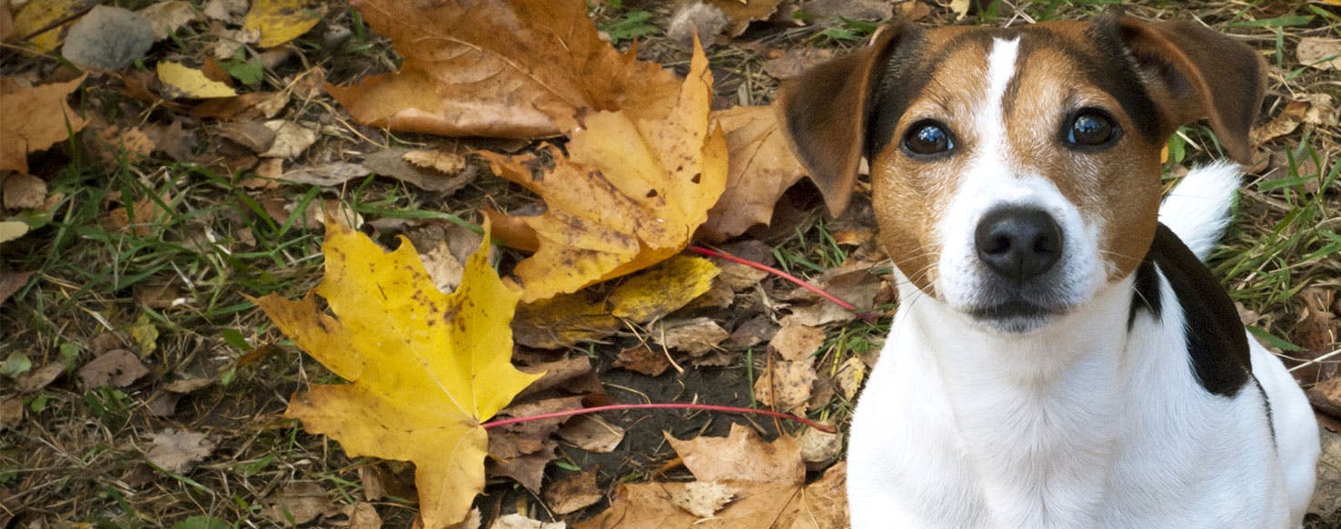 Why Do Dogs Like Mint