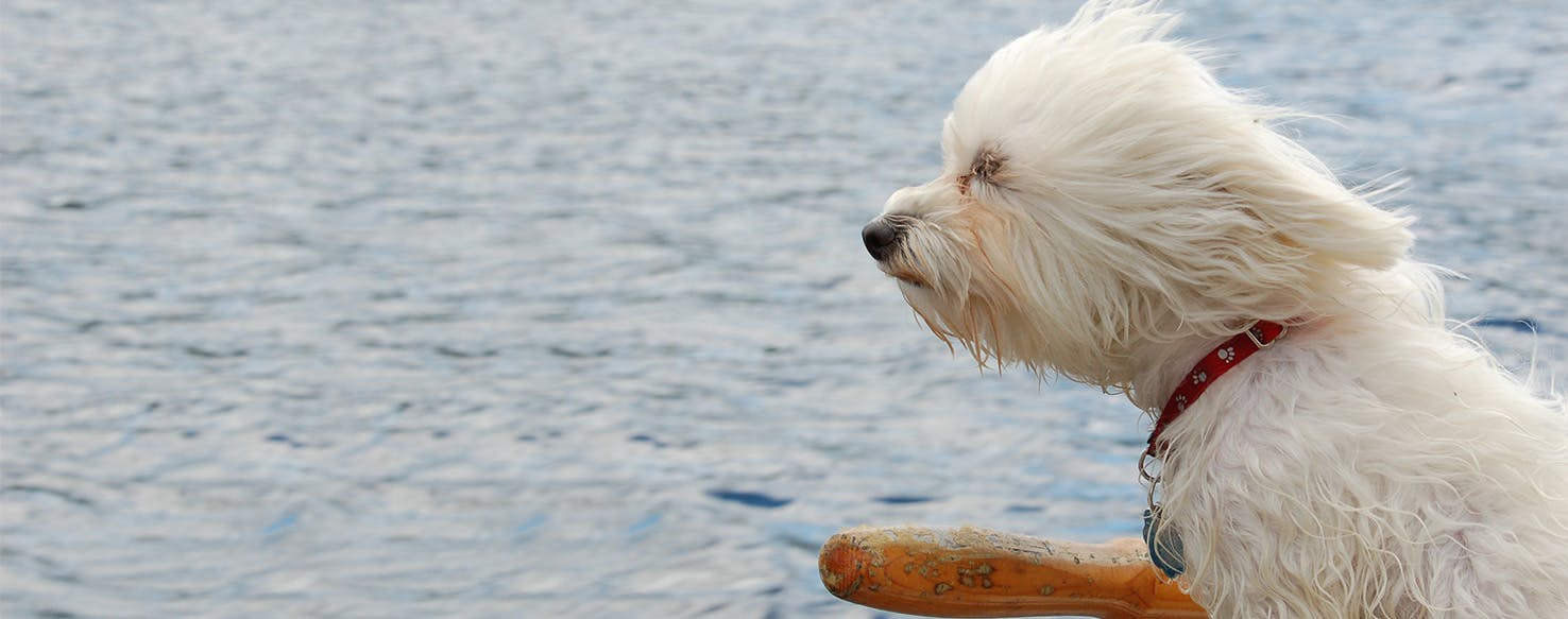 why do dogs like wind blowing in their face