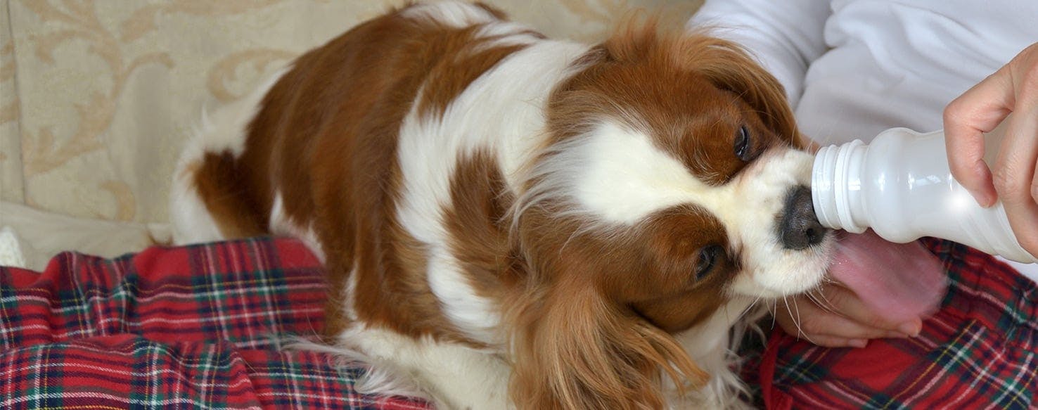 Dogs and clearance yogurt