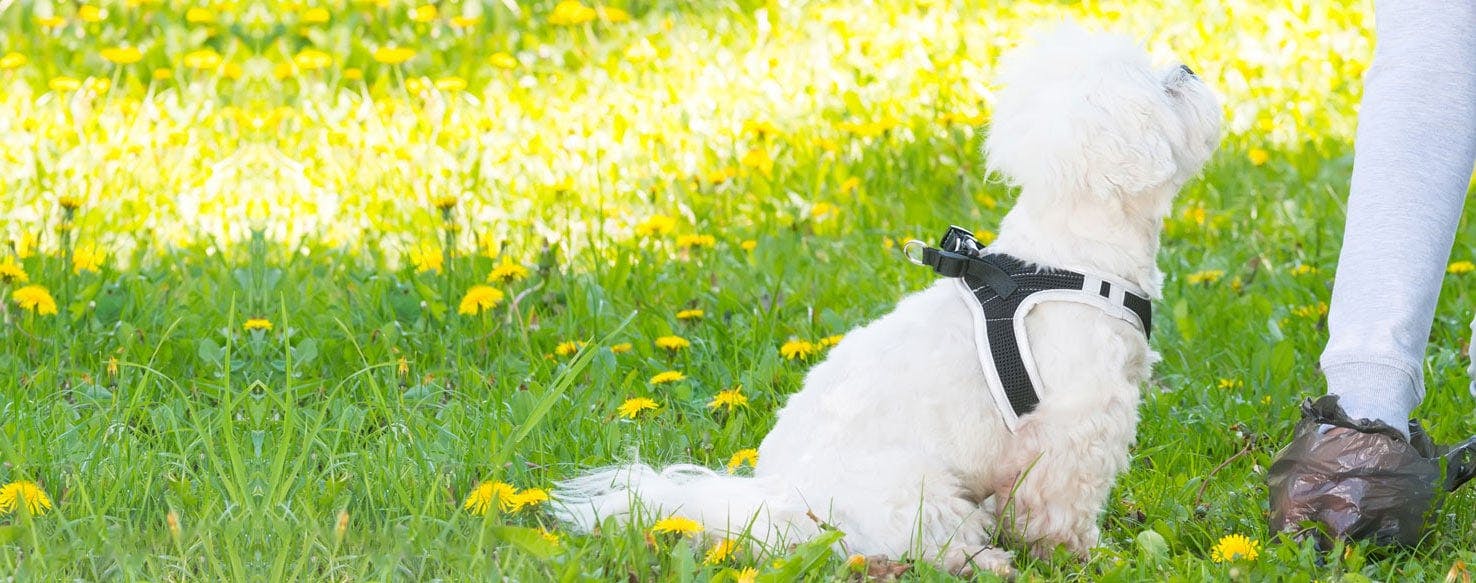 do dogs poop where other dogs poop