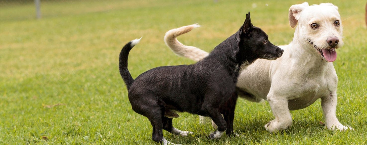 why do dogs show their teeth when happy