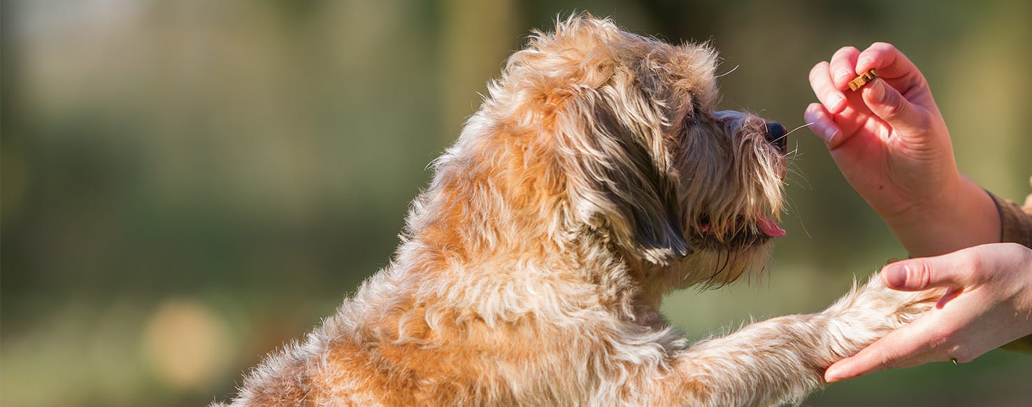 why do dogs put their paw on your face