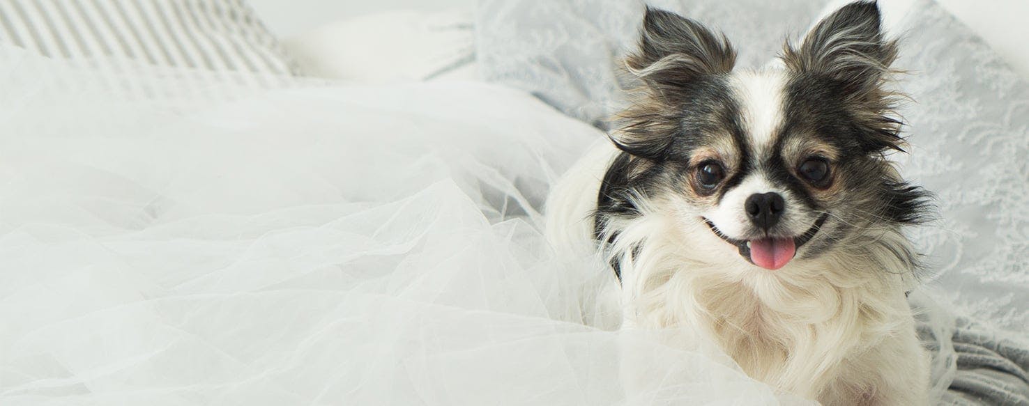 dog urinating on beds