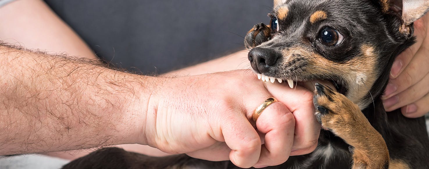 Why Do Dogs Play Bite Their Owners