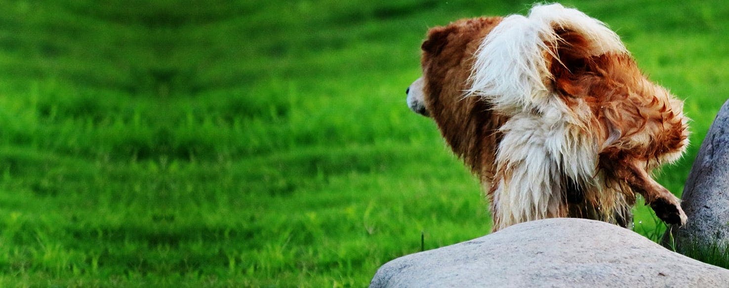 why do male dogs lift their leg when they pee