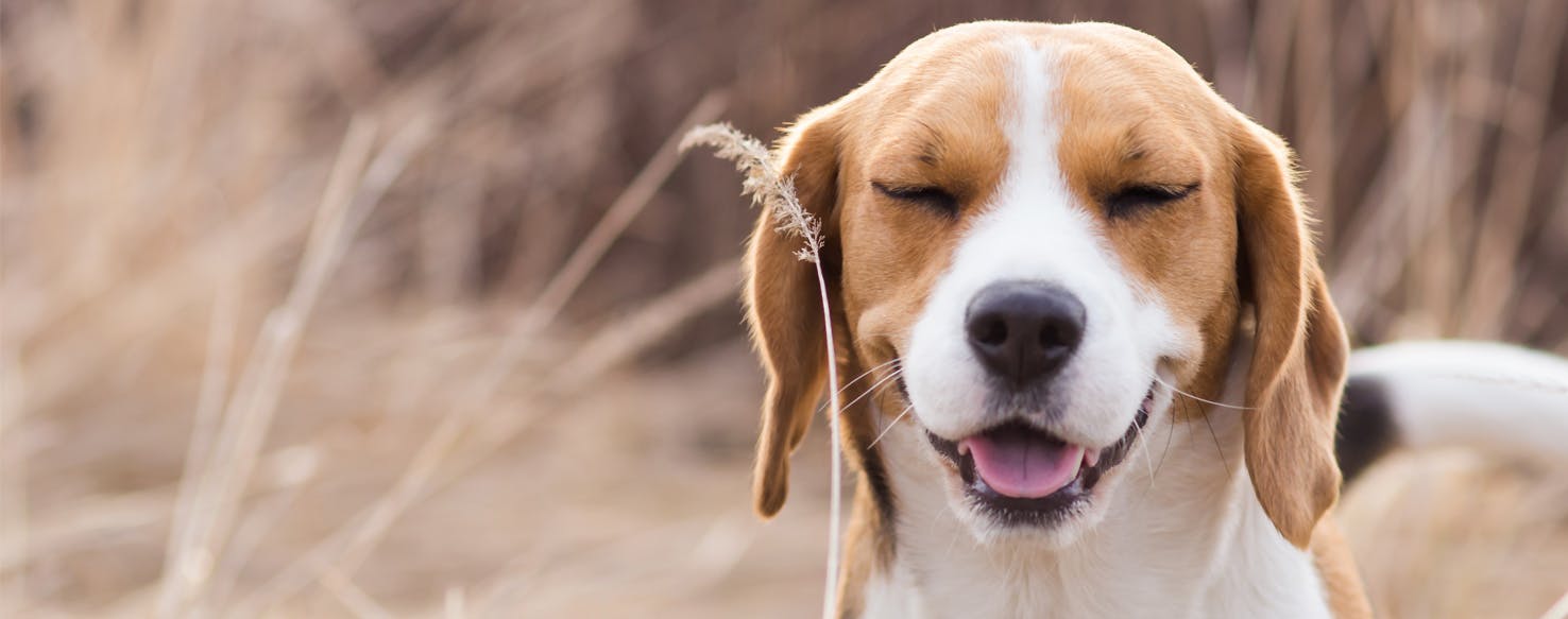 why-do-dogs-reverse-sneeze-wag