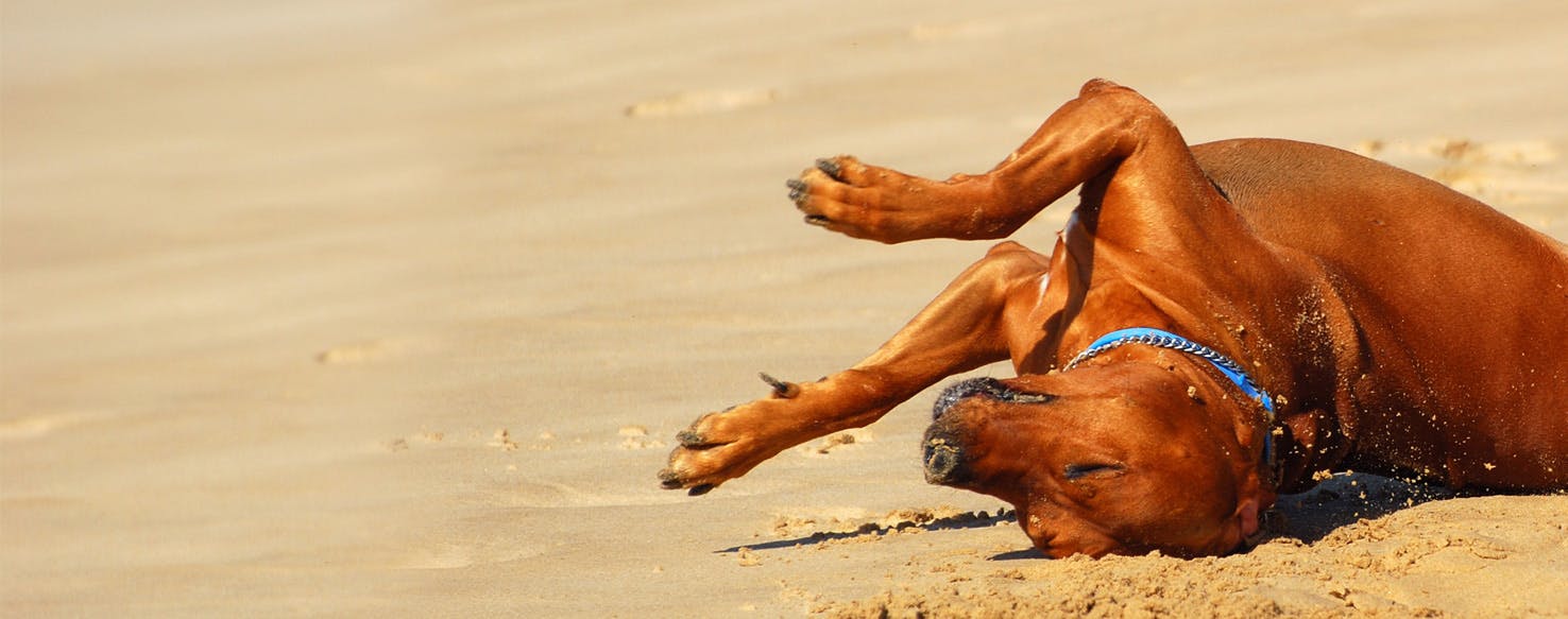 why do dogs roll in sand