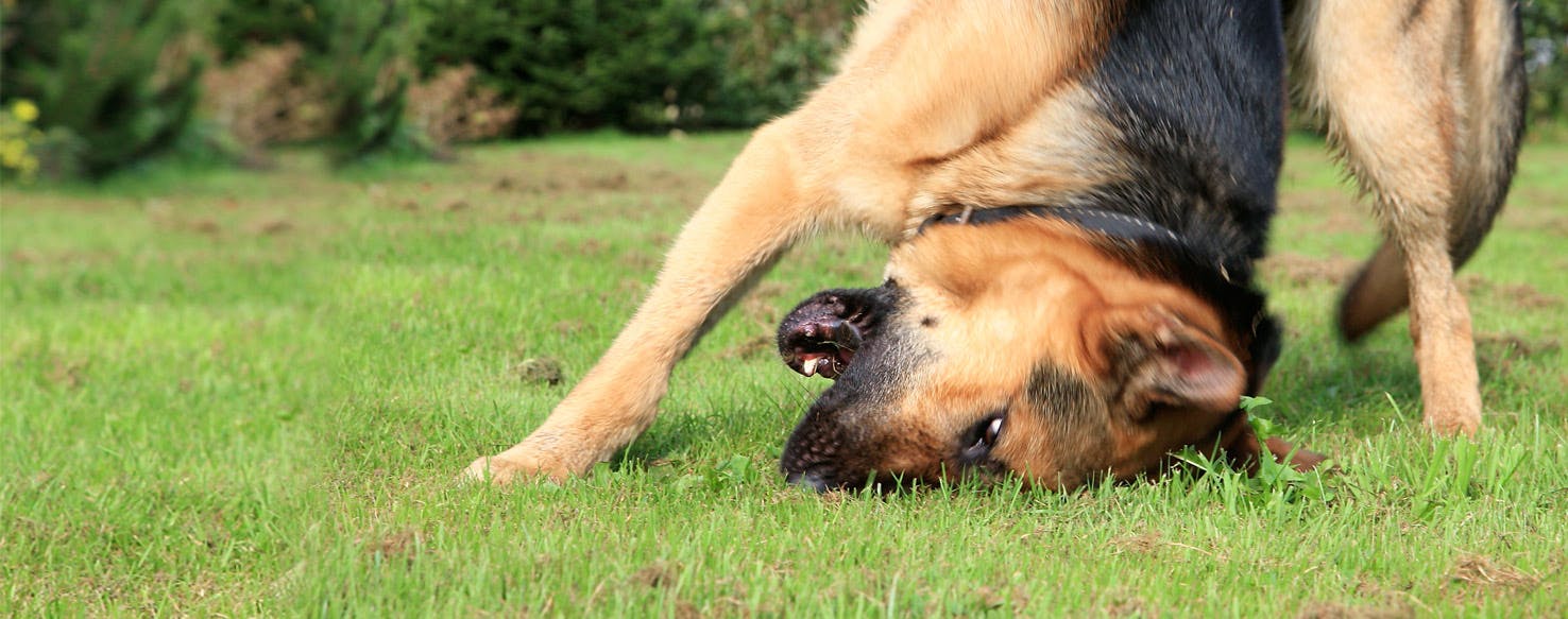 Why Does My Dog Like to Roll Around in the Grass?