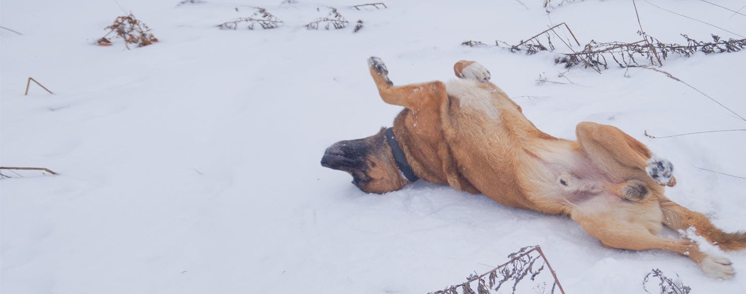 why does my dog roll around on his back