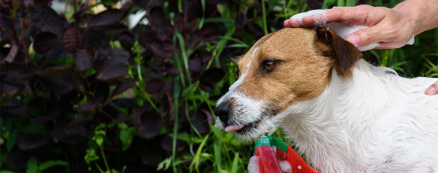 why do dogs rub their faces on bed