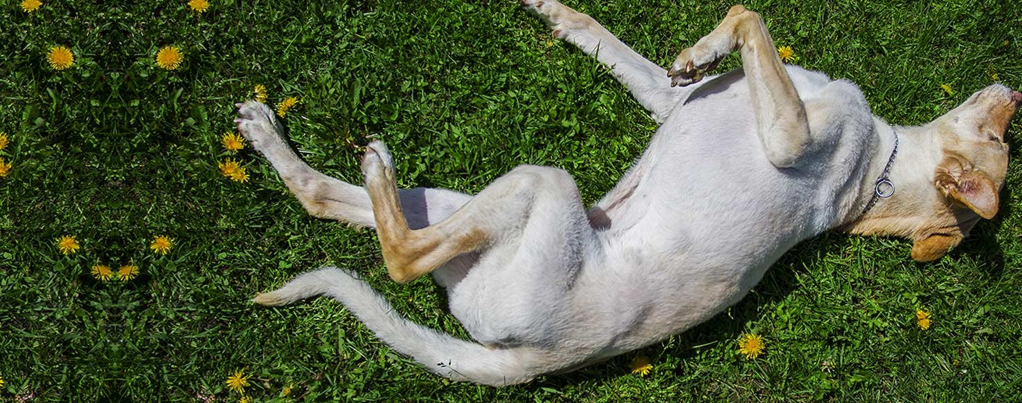 why do dogs rub themselves on the carpet