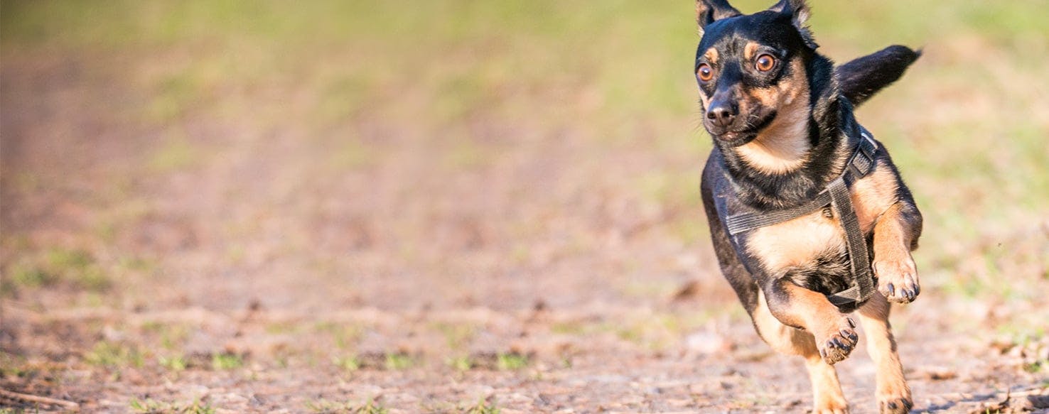 what causes a dog to walk sideways