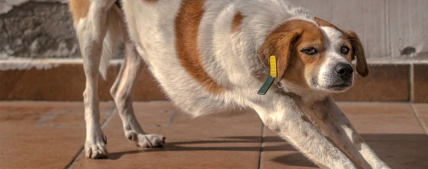 Why Do Dogs Stretch - Wag!