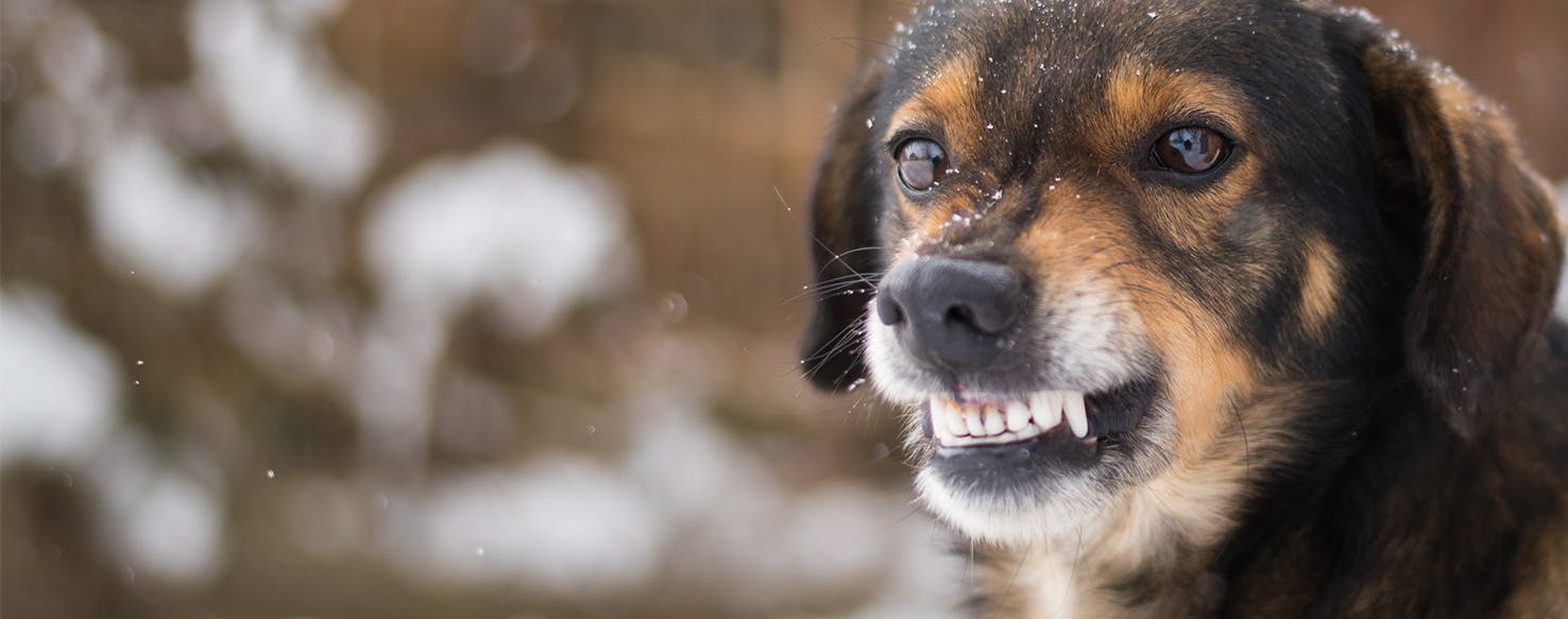 why do male dogs chatter their teeth