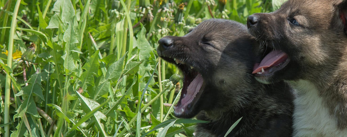 why does my dog yawn and whine