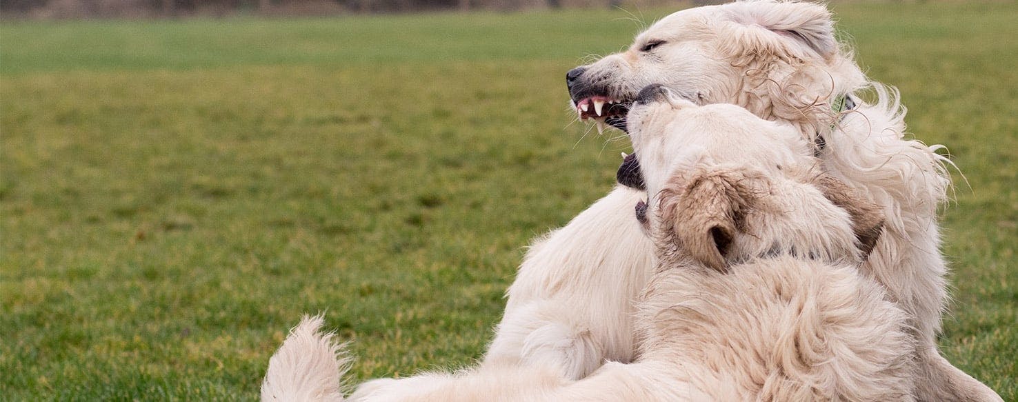 Why Do Dogs Wrestle