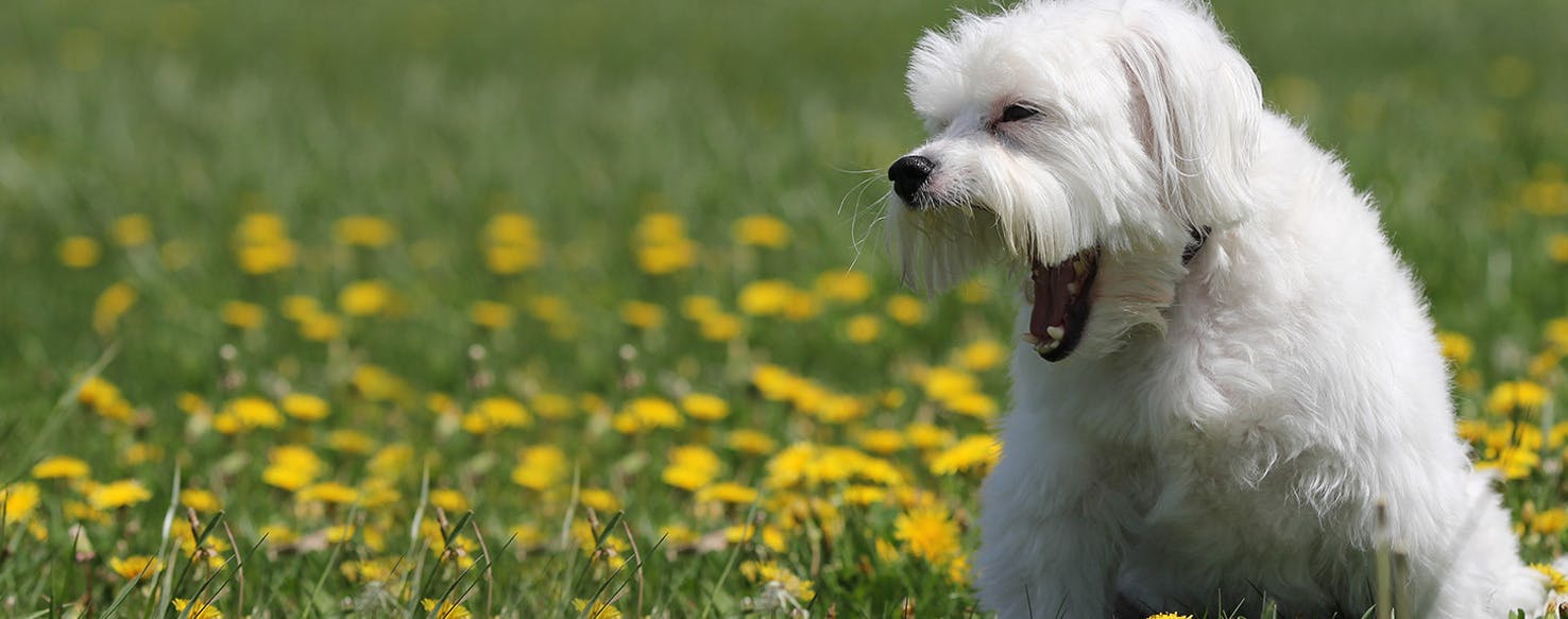 why-do-dogs-yawn-wag