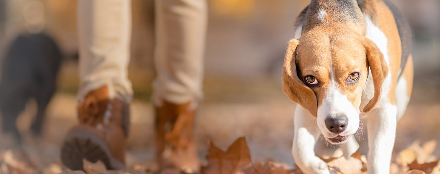 Why Do Dogs Zig Zag When Walking - Wag!