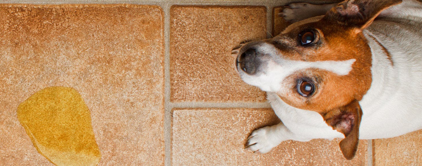 Why Dogs Always Pee In Home
