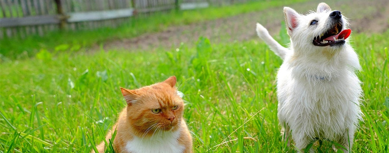 are cats naturally afraid of dogs