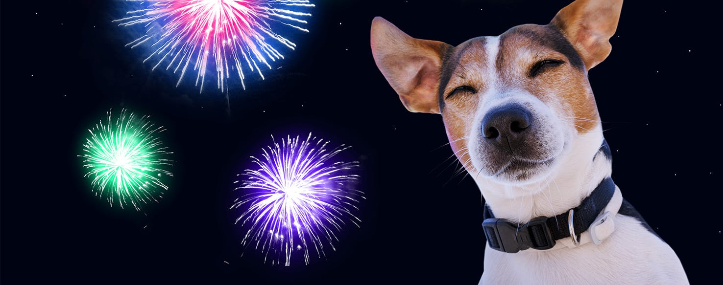 why do fireworks affect dogs