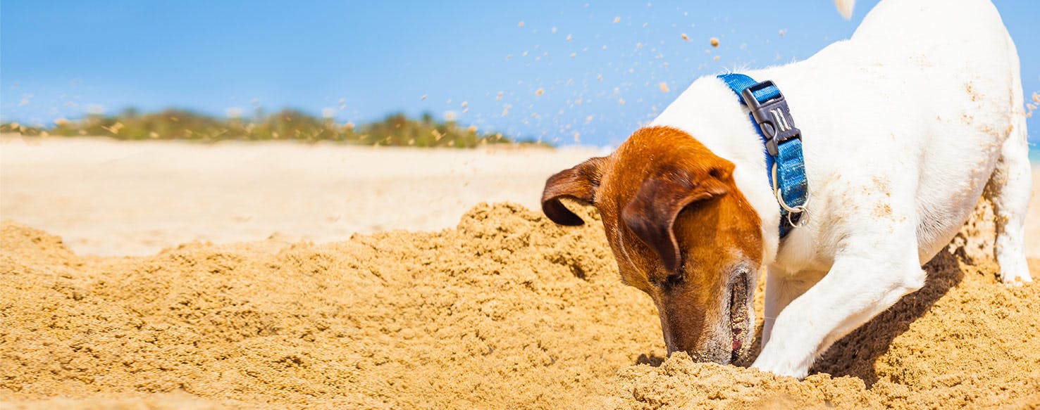 Dog dug. Собака зарывает кость. Собака зарыта в песке. Картинка собака зарывает косточку. Для чего собаки закапывают еду.