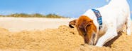 Why Do Dogs Dig Holes In The Ground