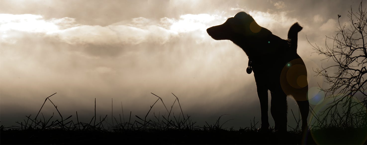 Why Dogs Are Howling At Night