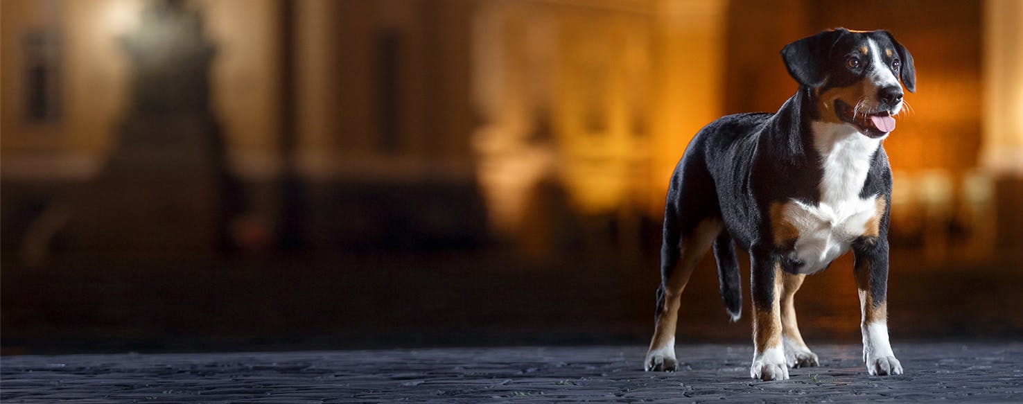 what makes dogs bark at night