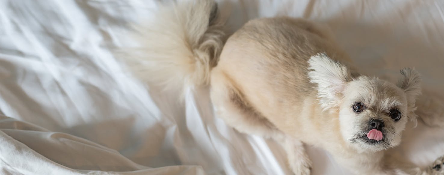 Why Dogs Bark In Sleep - Wag!