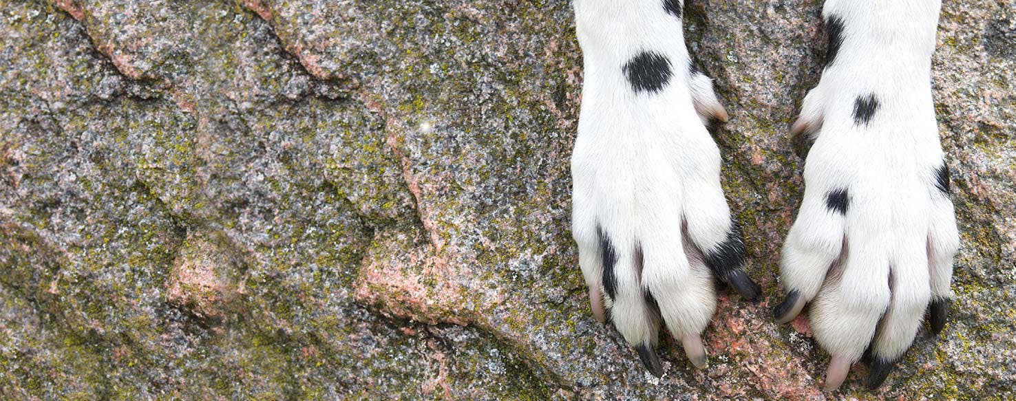 Why Dogs Bite At Their Paws
