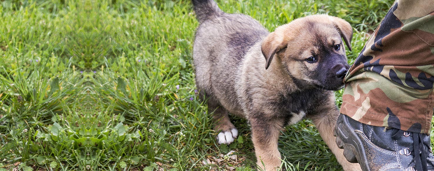 puppy biting foot