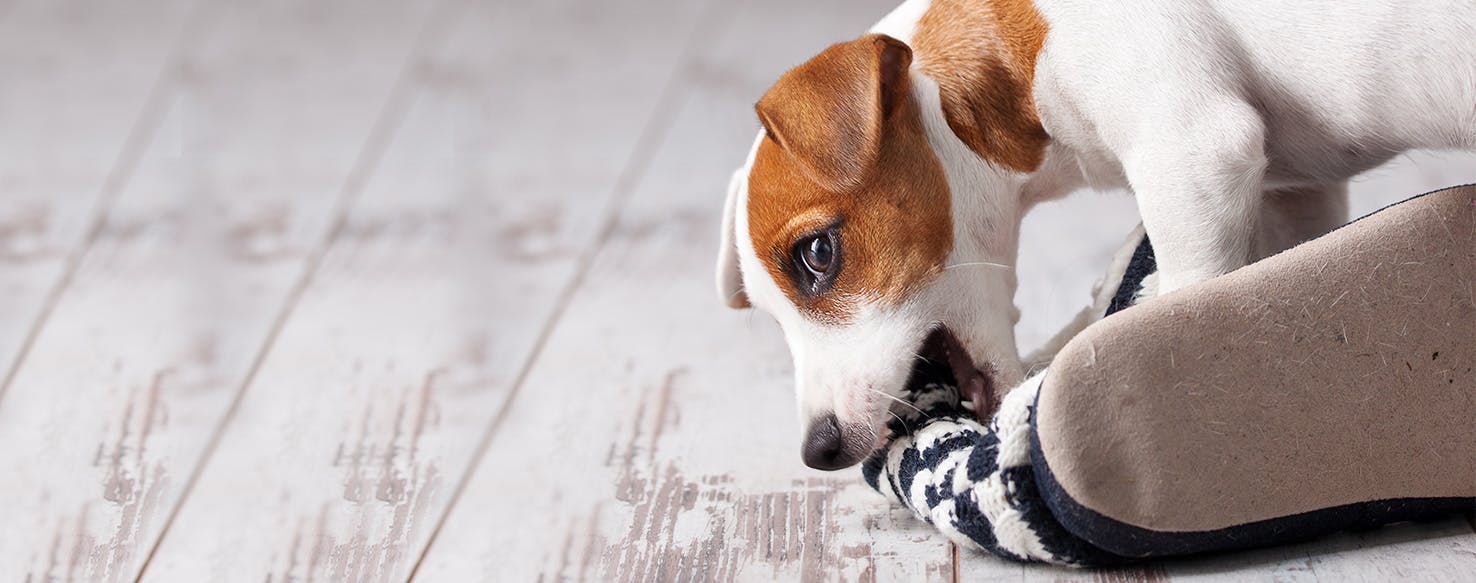 dog chewing shoes