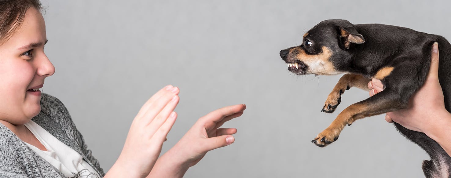 How To Train Dog To Stop Barking At Strangers : Chewy.com has been