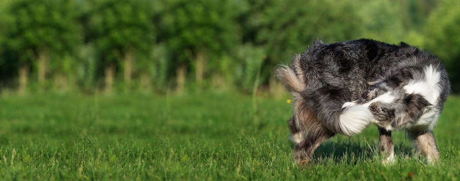 Why Dogs Bite Their Own Tail