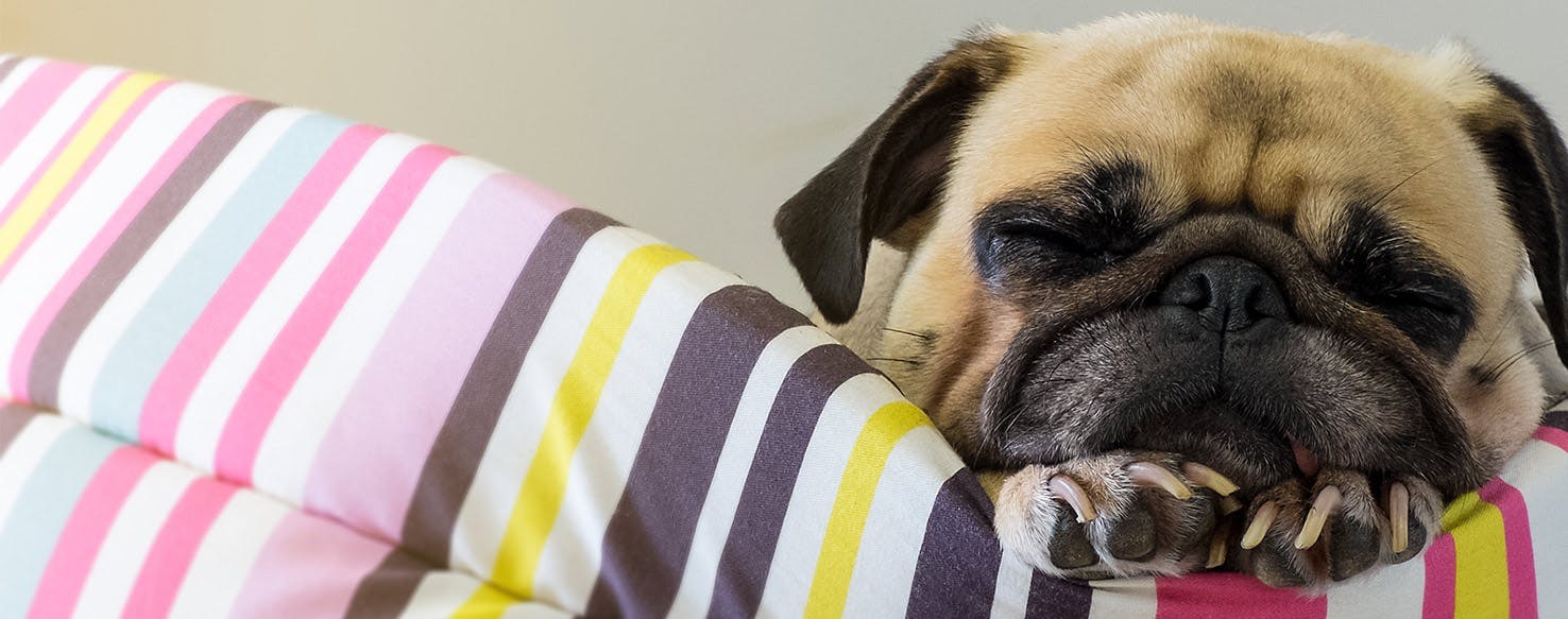 dog breathing heavy in sleep