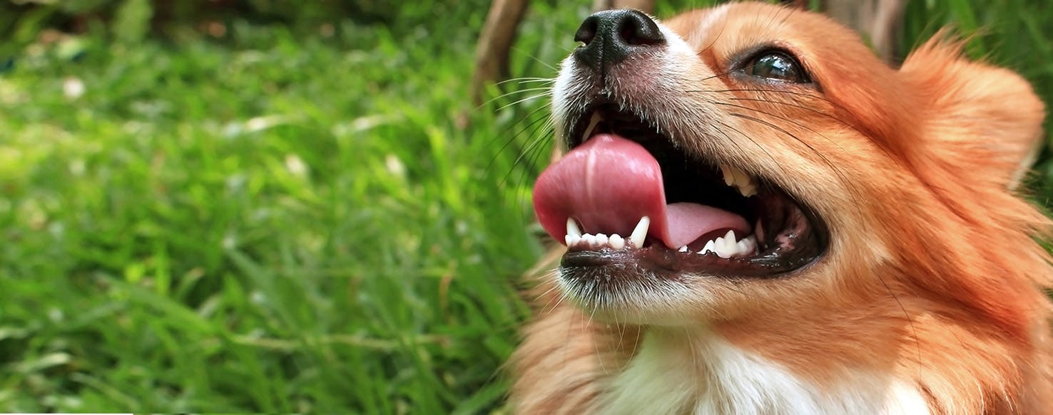 Why Dogs Breathe With Mouth Open - Wag!