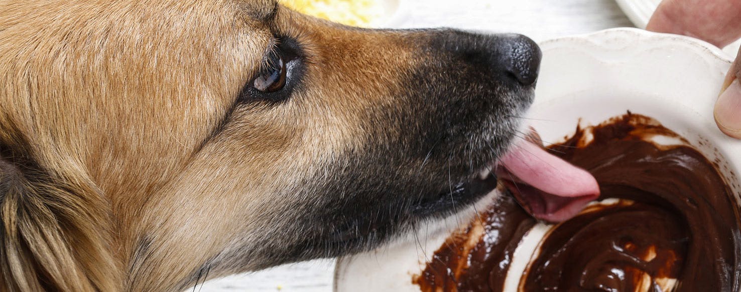 why-dogs-can-t-eat-chocolate-wag