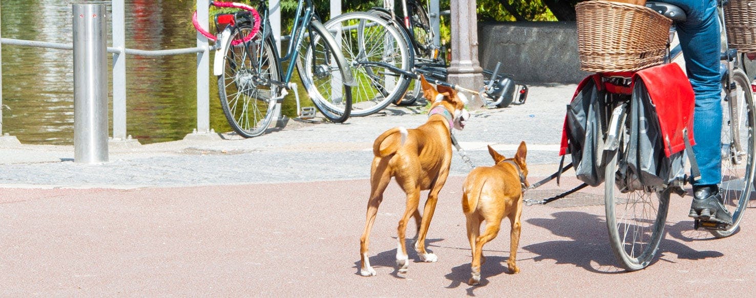 why do dogs attack bikers