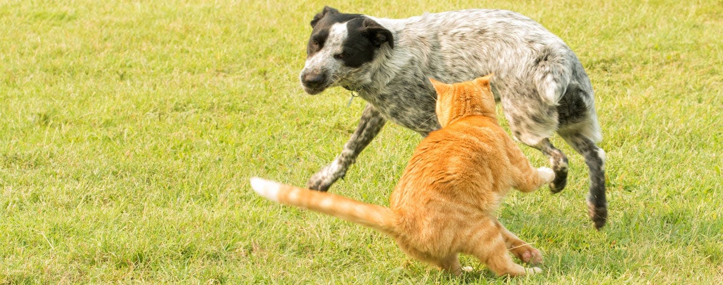 Why Dogs Chase Cats Wag!