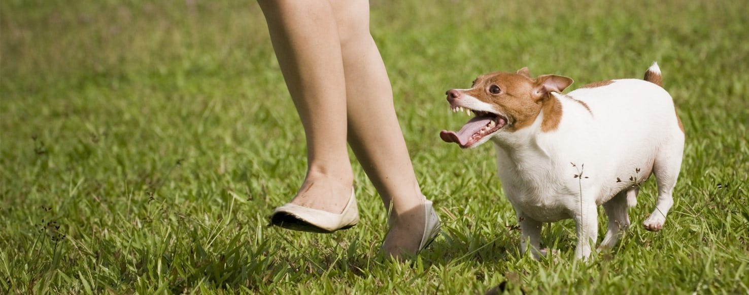 Why Dogs Chase Humans Wag