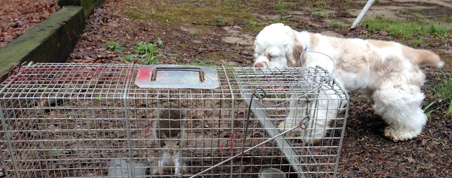 do dogs hate squirrels