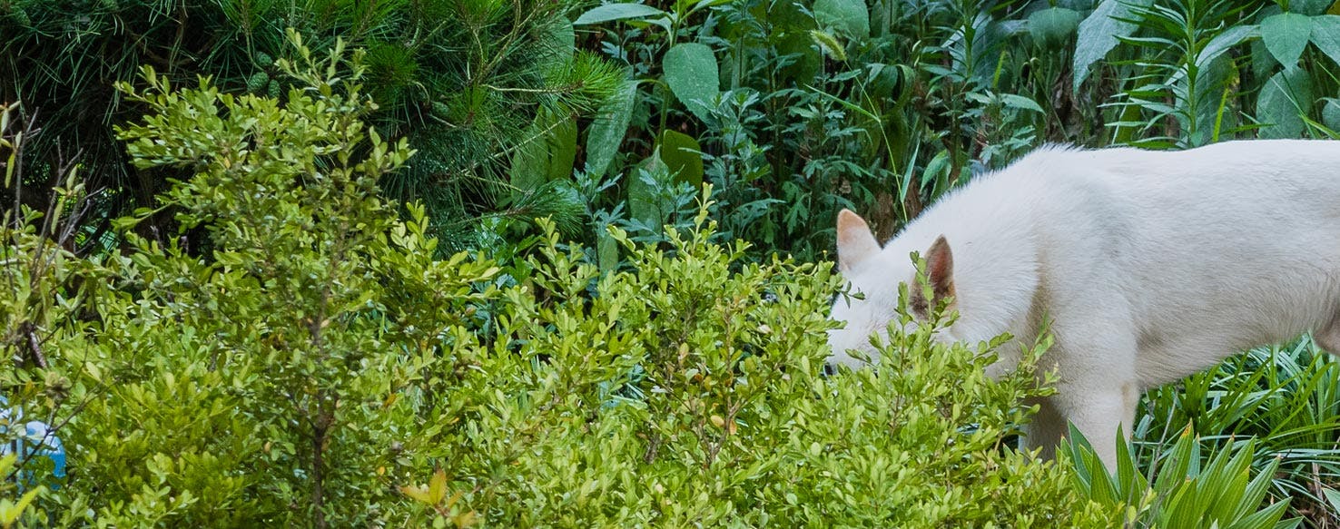 Why Dogs Destroy Plants