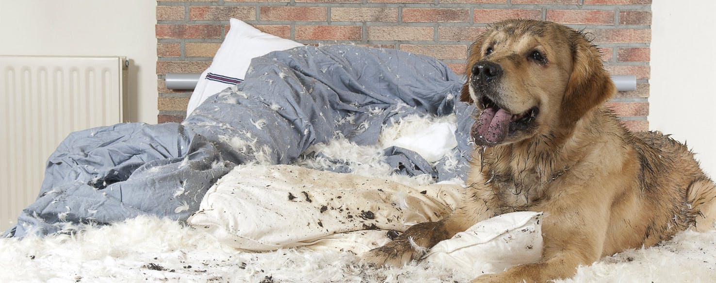 My dog tears 2025 up his bed