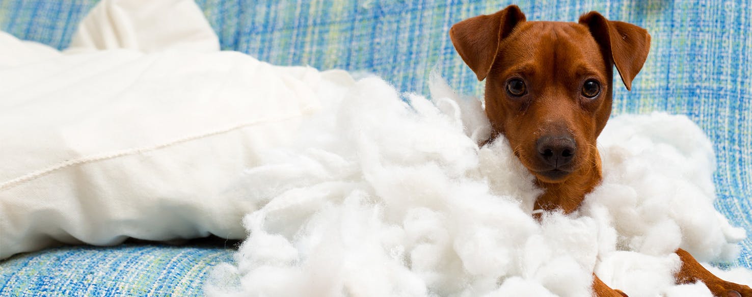 Why Dogs Destroy Things When Left Alone