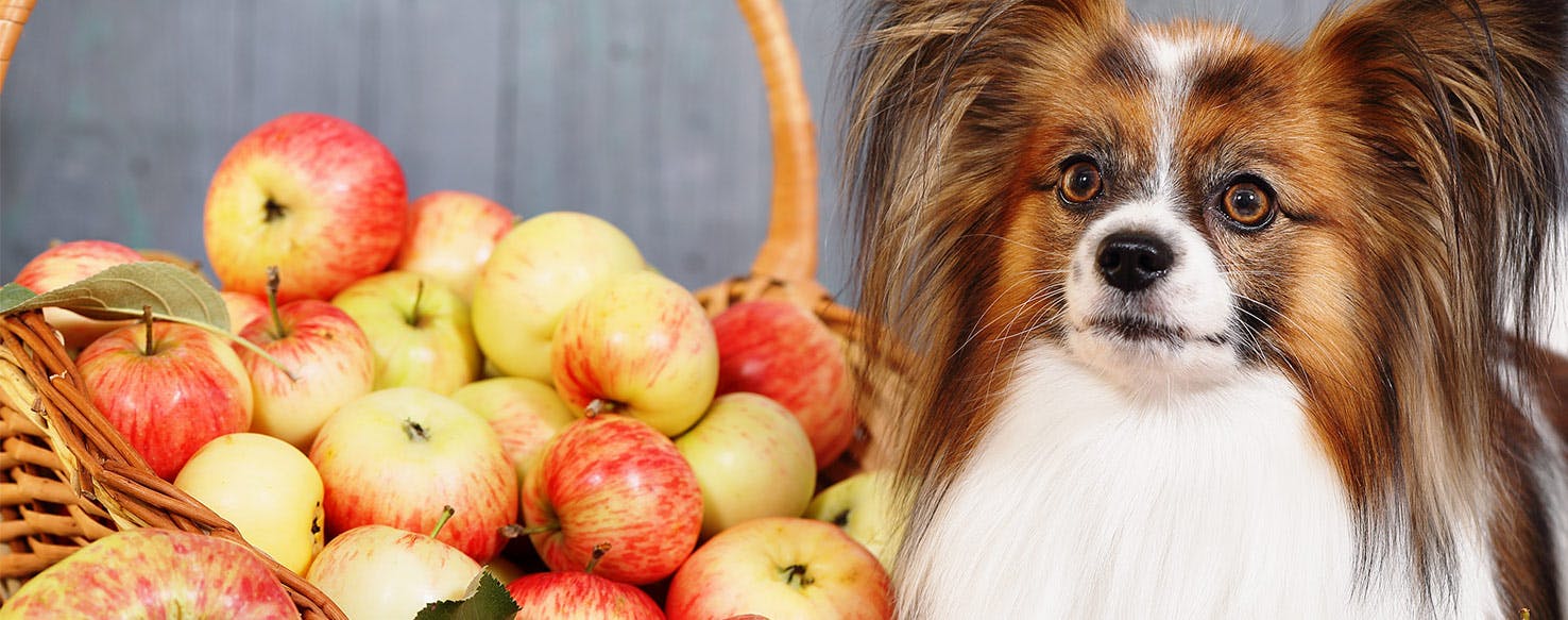 Why Dogs Don't Like Apples
