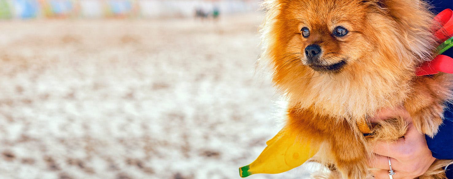Why Dogs Don't Like Bananas